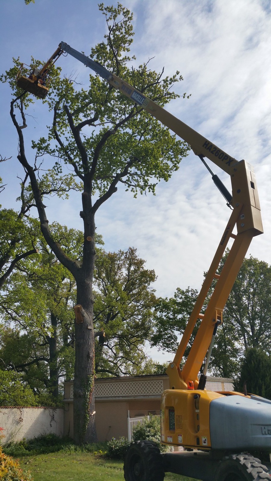 abattage d'un chêne de 26m de hauteur